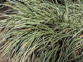 Acorus gramineus variegatus 1L at Pengelly Garden Centre, Cornwall variegated green and cream grassy leaves in 1L pot