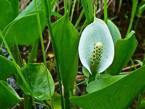 Calla palustris 1ltr with glossy arrowhead leaves and white spathes at Pengelly Garden Centre Cornwall
