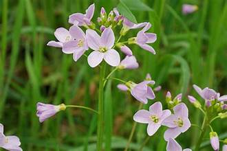 Cardamine pratensis 1L with clusters of pale pink-lilac flowers and lacy green leaves at Pengelly GC Cornwall