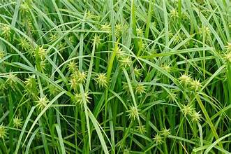 Carex grayi 1ltr in black nursery pot with dense clump of fine green arching foliage at Pengelly Garden Centre Cornwall
