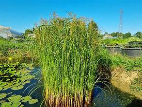 Cyperus longus 1ltr