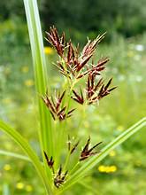 Cyperus longus 1ltr potted plant with tall reed-like stems and bright green foliage at Pengelly Garden Centre Cornwall