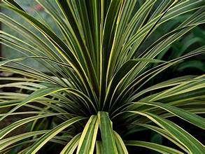 Cordyline australis 'Variegata' P14