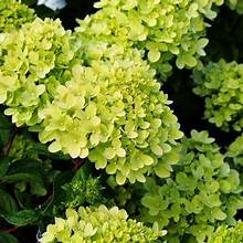 Hydrangea paniculata Magical Lime Sparkle 10L: lime-green cone blooms, glossy leaves in pot at Pengelly Cornwall