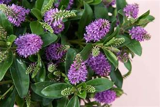 Hebe Addenda Donna Emma 15cm plain pot evergreen with glossy leaves and lilac blooms Pengelly Garden Centre Cornwall