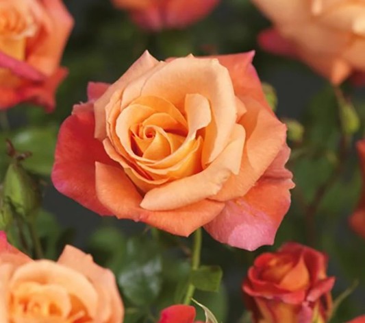 Rosa 'Odelia'