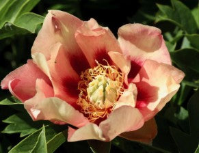 Paeonia ITOH 'Old Rose Dandy' 5ltr