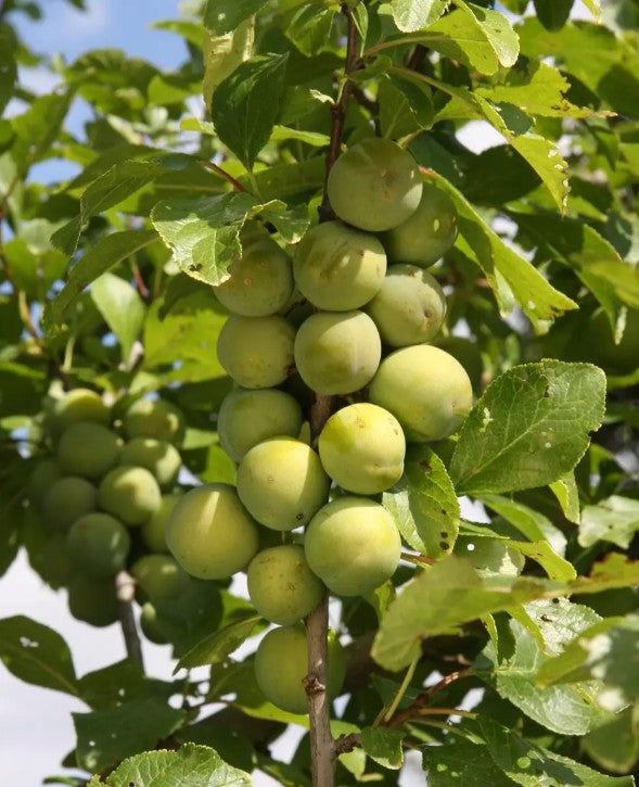 Gage (Prunus) Old Greengage 12L