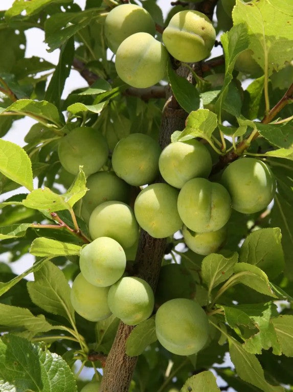 Gage (Prunus) Old Greengage 12L