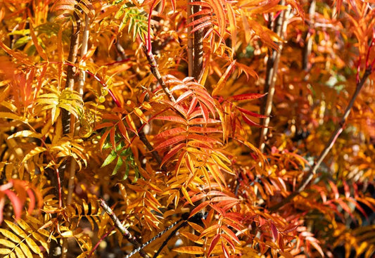 Sorbus ull Olympic Flame™