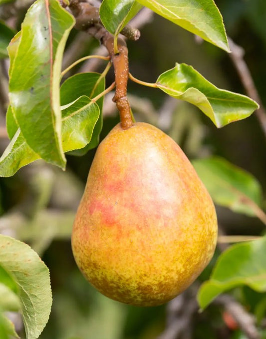Pear (Pyrus) Onward