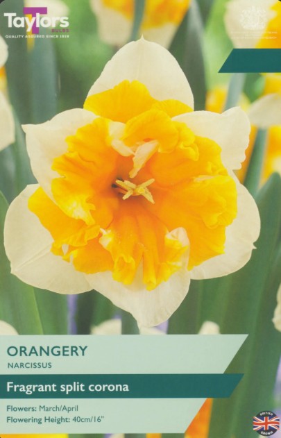 Taylors Bulbs Narcissus `Orangery` (5)