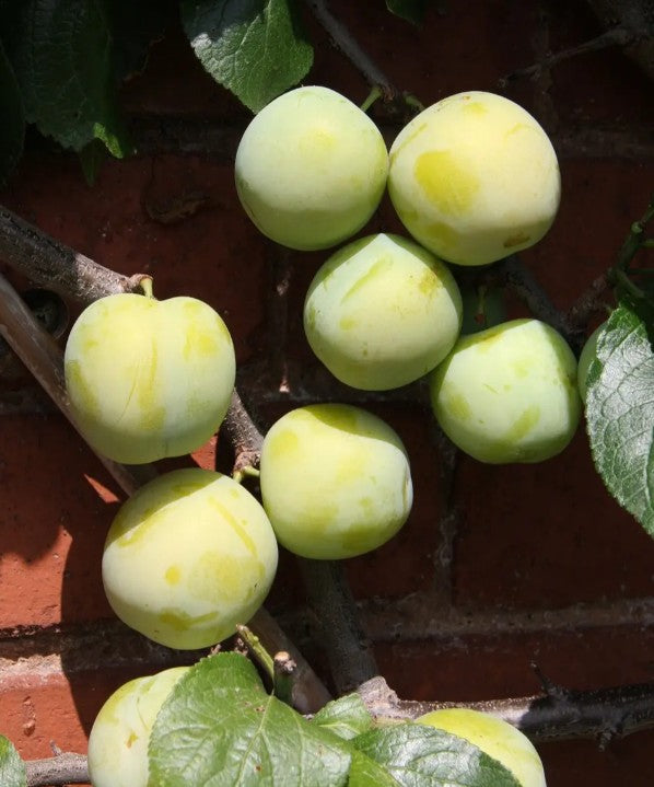 Gage (Prunus) Oullins Golden 12L