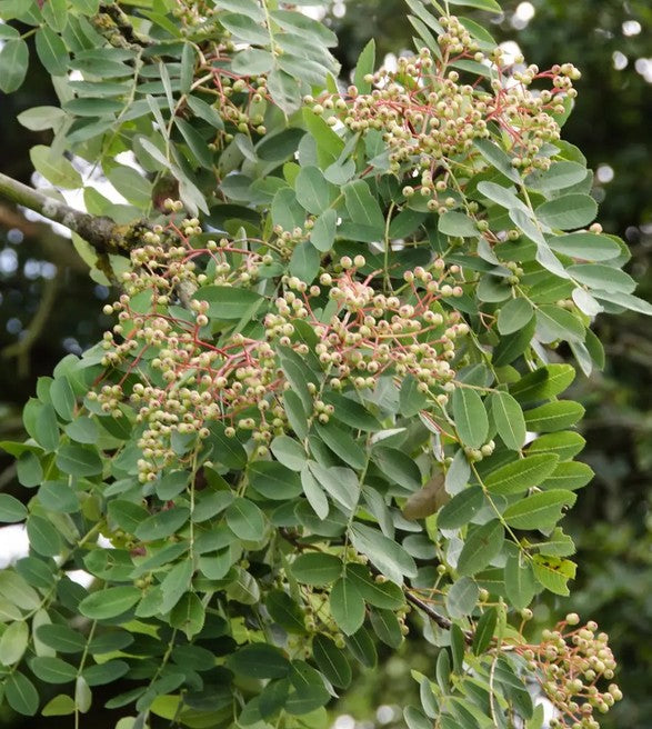 Sorbus pseudohupehensis