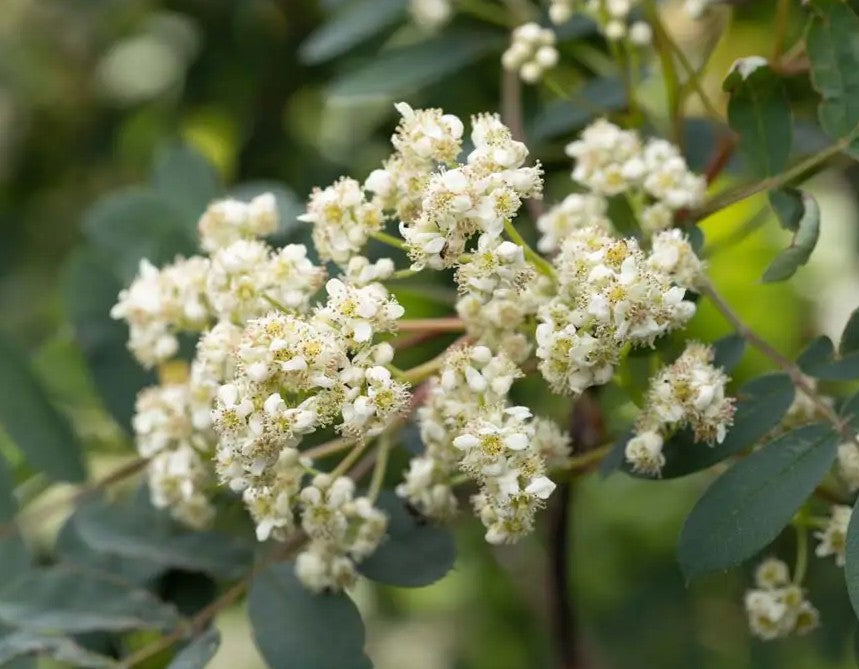 Sorbus pseudohupehensis