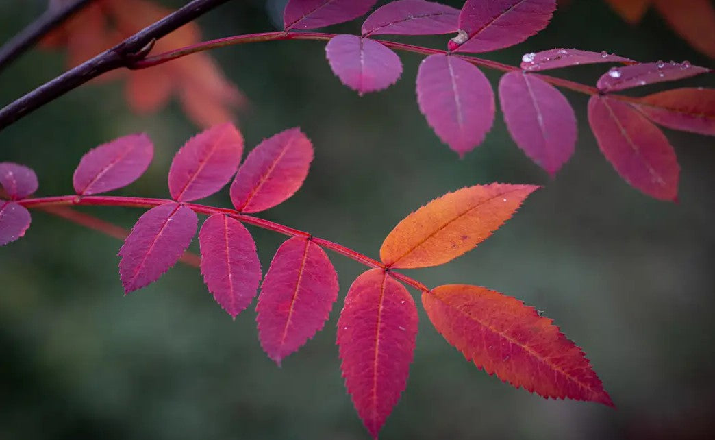 Sorbus pseudohupehensis