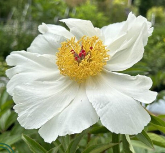 Paeonia Lactiflora 'Border Gem' 2Ltr