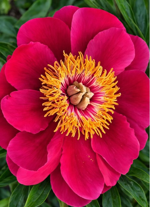 Paeonia Lactiflora 'Eventide' 11cm