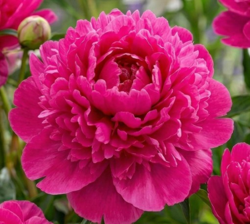 Paeonia Lactiflora 'Fiona' 11cm