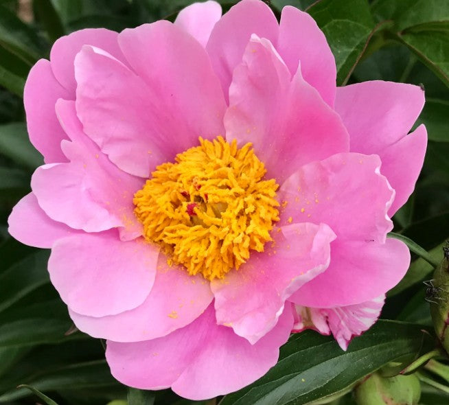 Paeonia Lactiflora 'Nymphe' 11cm