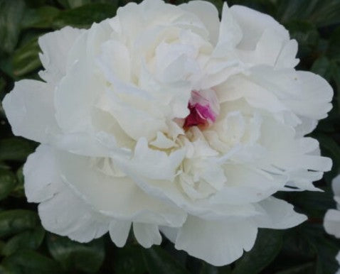 Paeonia 'Festiva Maxima' 3L