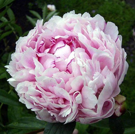 Paeonia 'Sarah Bernhardt' 3L