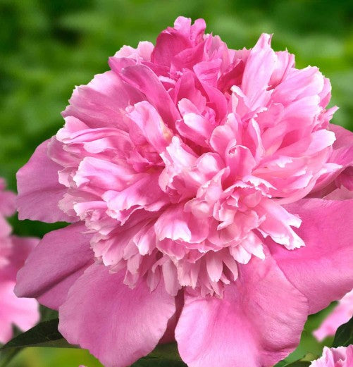 Paeonia lactiflora 'Bouquet Perfect' 11cm