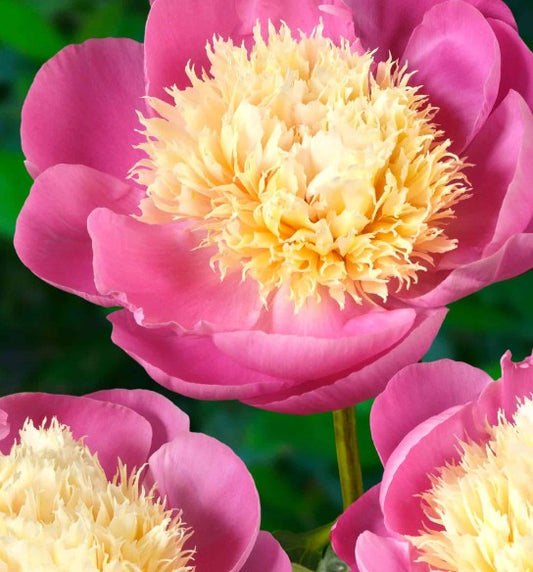 Paeonia lactiflora 'Bowl of Beauty' 2ltr