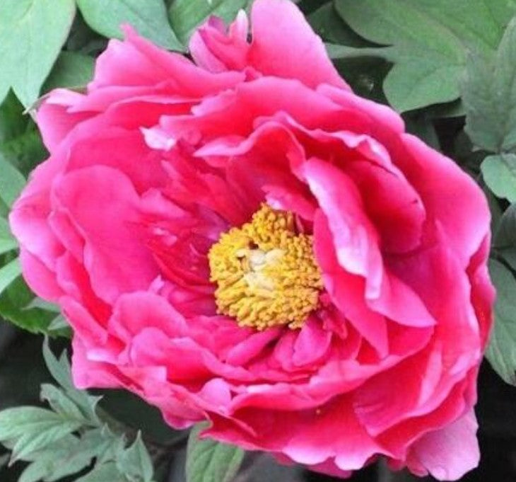 Paeonia Suffruticosa Dark Pink P32