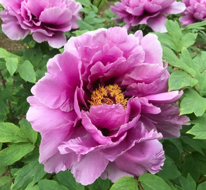 Paeonia Suffruticosa Lavender 3Ltr