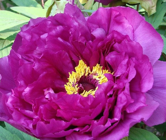 Paeonia Suffruticosa Purple 3Ltr