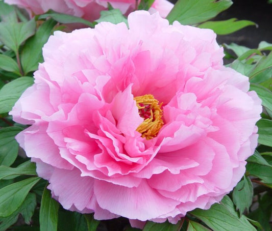 Paeonia Suffruticosa Soft Pink P24