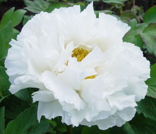 Paeonia Suffruticosa White P24