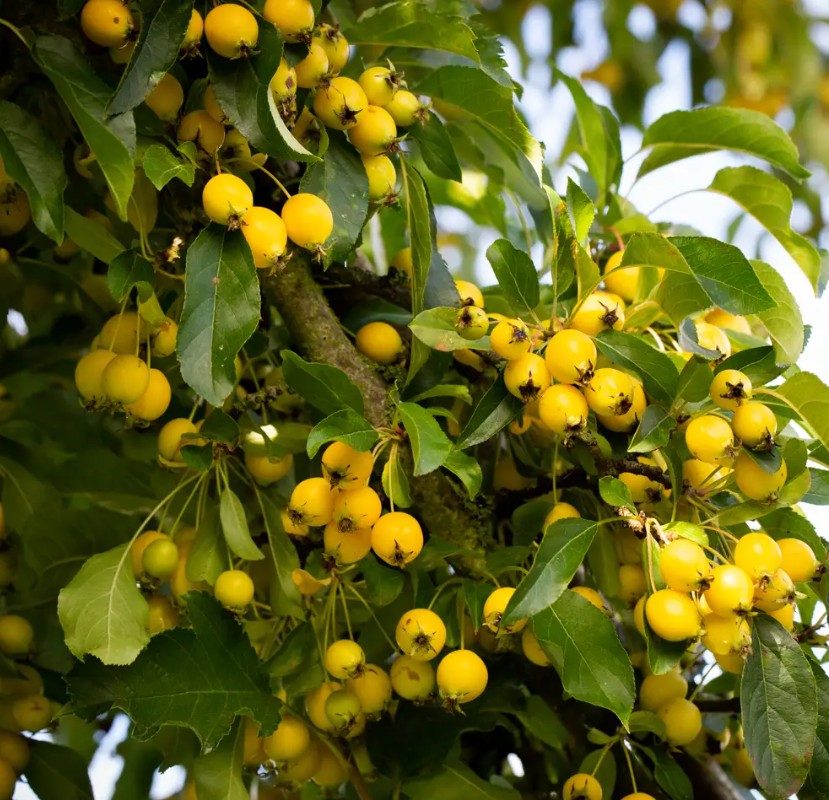 Malus Comtesse de Paris — 12L Container