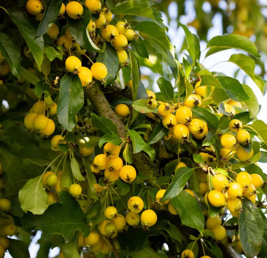 Malus Comtesse de Paris — 12L Container