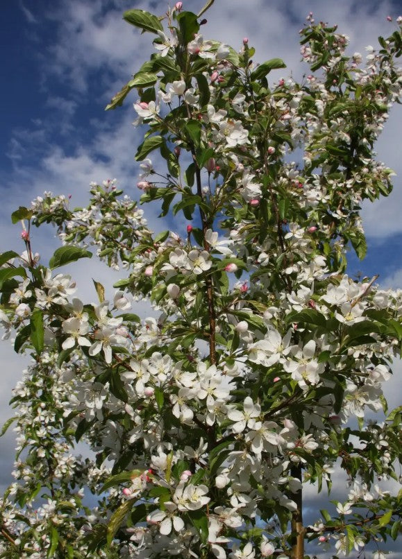Malus Comtesse de Paris — 12L Container