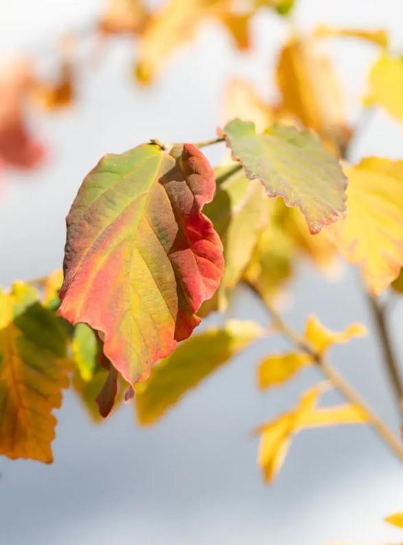 Parrotia persica — 12L Container