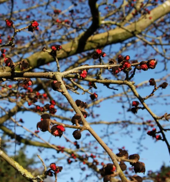 Parrotia persica — 12L Container