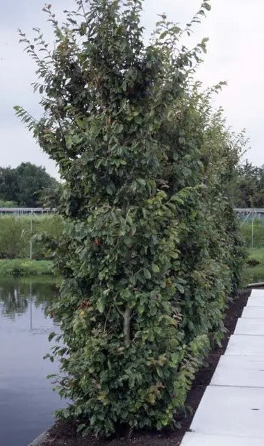 Parrotia persica — 12L Container