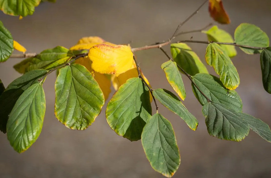 Parrotia persica — 12L Container