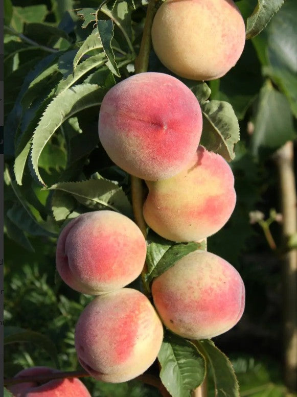 Peach (Prunus) Peregrine 7L