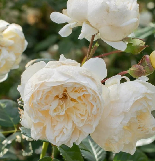 Rose 'Perpetually Yours'