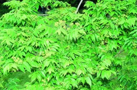 Picrasma quassioides — 12L Container