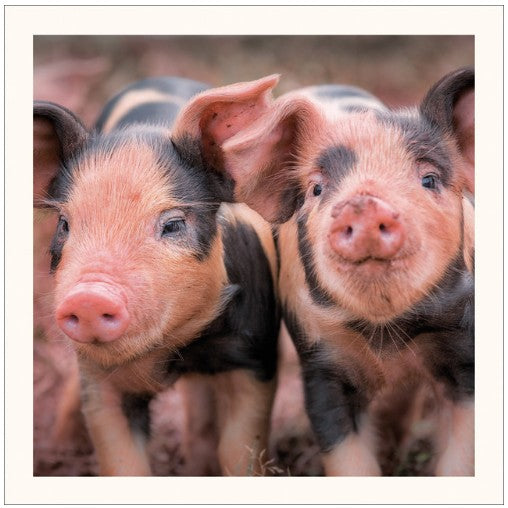 Piglets, Oxford Sandy & Black Eco-Card
