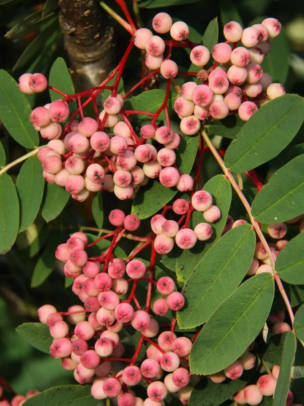 Sorbus pse Pink Pagoda