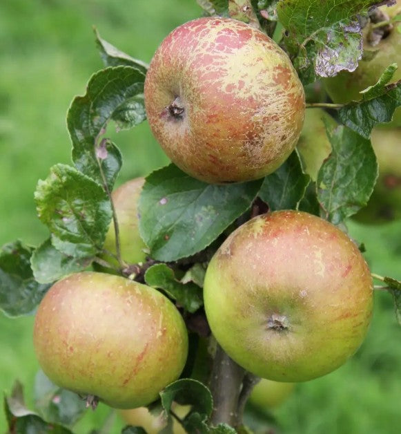 Apple (Malus) Pixie MM106