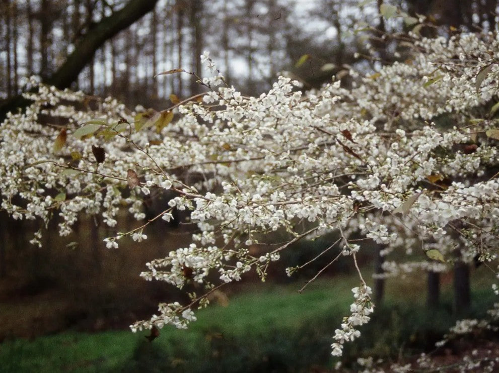 Prunus inc Praecox — Patio TW at 45cm — 11.5L container