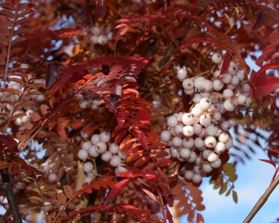 Sorbus pseudovilmorinii