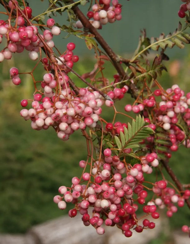 Sorbus pseudovilmorinii