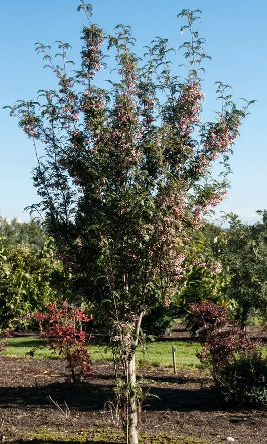 Sorbus pseudovilmorinii